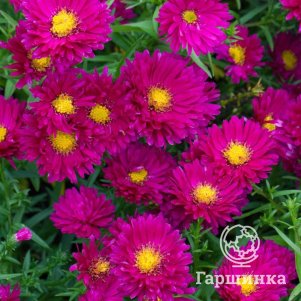 Астра новобельгийская Роял Руби 350₽