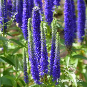 

Вероника Роника Блю