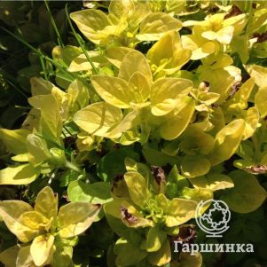 

Душица Витара Голд