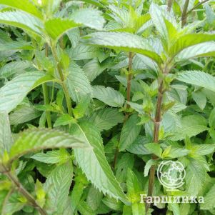 

Мята Ташкент