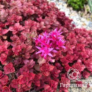 

Очиток (седум) Драгонс Блад