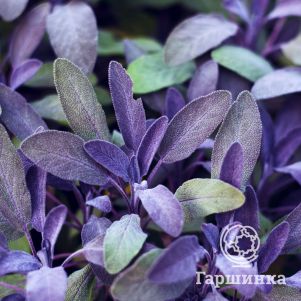 

Шалфей лекарственный Пурпурасценс