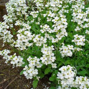 

Арабис кавказский Кэтволк Вайт