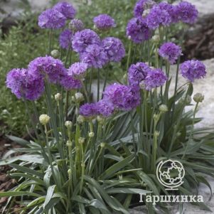 

Армерия Баллерина Лилак