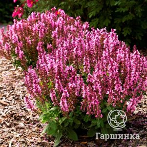 

Шалфей (сальвия) дубравный Роуз Квин