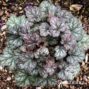 

Гейхера Спринг Сноу