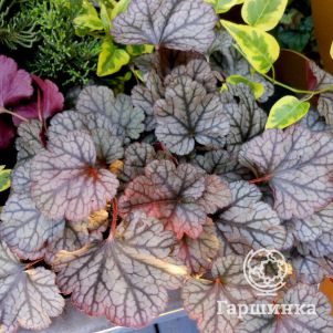 

Гейхерелла Сильверстрик