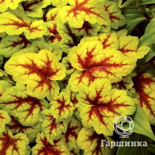 

Гейхерелла Санспот