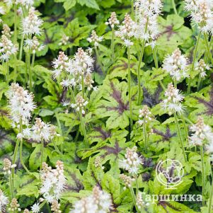 

Тиарелла Кроу Фезе