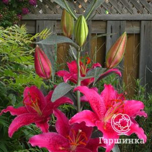 

Лилия Гомер восточная розовая