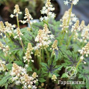 

Тиарелла Тимбукту