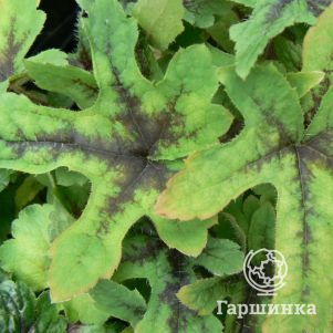 

Тиарелла Старберст