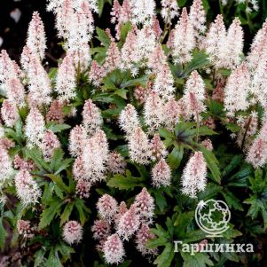 

Тиарелла Ниндзя