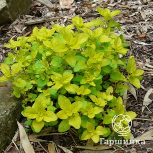 

Душица Ауреум Голд