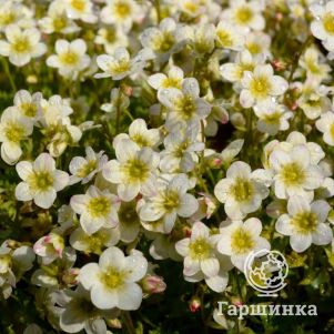 

Камнеломка Альпино Эрли Лайм