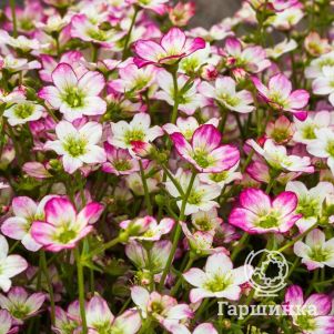 

Камнеломка Альпино Эрли Пикоти