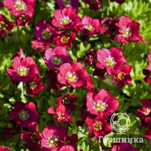 

Камнеломка Хардер Цверг