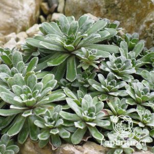 

Камнеломка Хоста