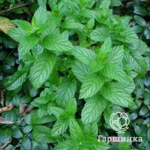 

Мята О де Колон