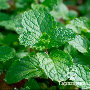 

Мята Спаниш (Испанская)