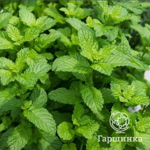 

Мята Медовая сота