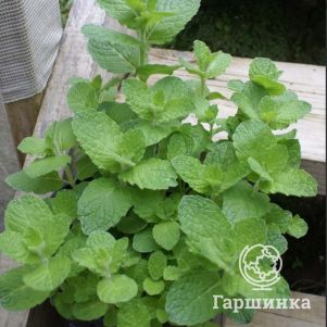 

Мята Мохито