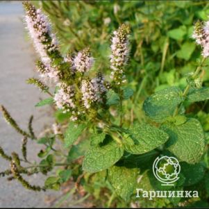 

Мята Средиземноморская