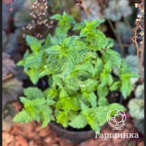 

Мята Фруктовые чипсы