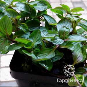 

Мята Смитьяна Ред Рарипила минт