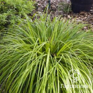 

Осока Эверилло