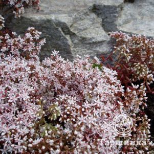 

Очиток (седум) белый Атропурпуреум