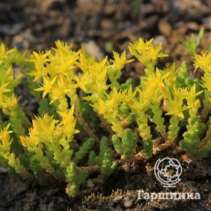 

Очиток (седум) Едкий