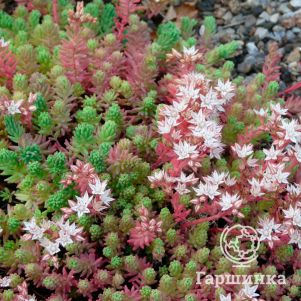 

Очиток (седум) Испанский