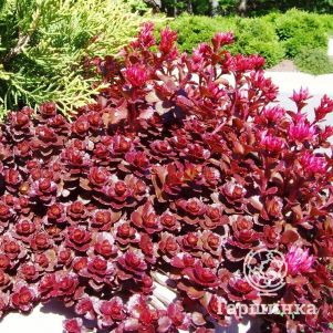 

Очиток (седум) ложный Вуду