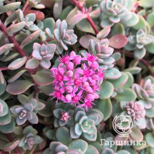 

Очиток (седум) многостебельный Сахалин