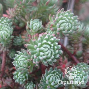 

Очиток (седум) Форстера Элеганс