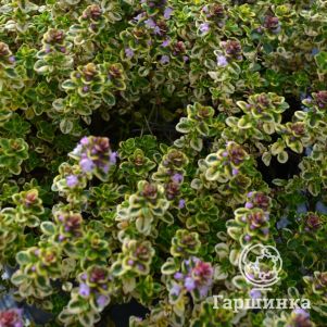 

Тимьян Лемон Вариегата лимоннопахнущий