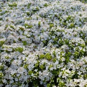 

Тимьян Альбифлорус ранний