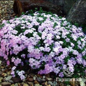 Флокс шиловидный Лилак Клауд 350₽