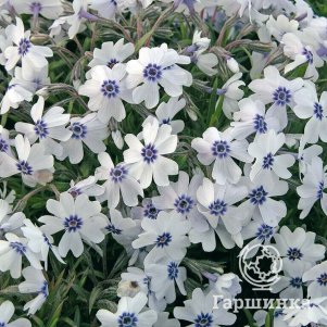 Флокс Фарао Блю Ай шиловидный