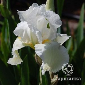 

Ирис бородатый Клиффс оф Дувр