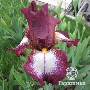 

Ирис бородатый Кринолин