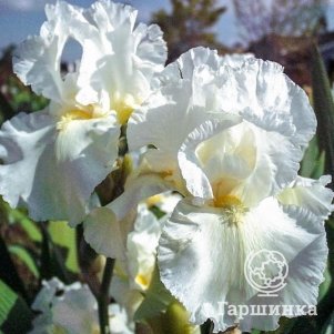 

Ирис бородатый Гловинг Серафин