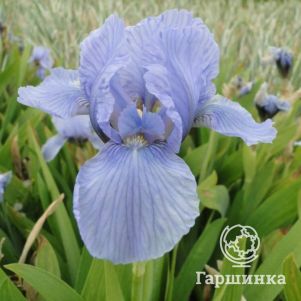 

Ирис карликовый Блю Деним