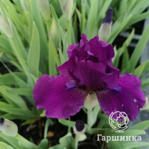 

Ирис карликовый Намбе