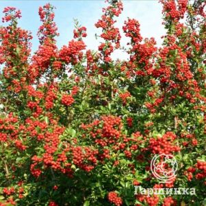 

Пираканта Ред Колумн