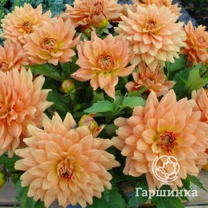 

Георгина Геллери Винсент бордюрная