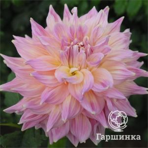 

Георгина Гарден Сенсейшн декоративная