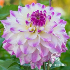 Георгина Хапет Блю Айс (МАКСИ) декоративная