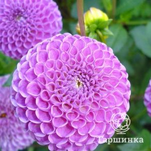 

Георгина Липома помпонная